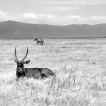 Waterbuck in Masai Mara.