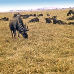 The Masai Mara is the best known reserves in the whole of Africa.