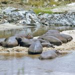 Masai Mara can get a little overrun at times.