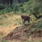 Lone Baboon Howling at Masai Mara Reserve, Kenya