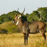 Antelope is an even-toed ungulate