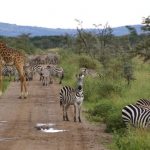 Zebras have four gaits: walk, canter, trot, and gallop