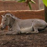 Zebra belongs to Equus genus