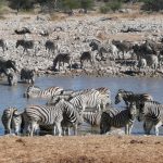 When zebras move the stripes confuse predators and biting insects