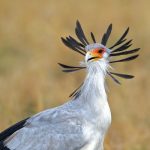 https://www.pinterest.com/mydkenya/birds-of-kenya/