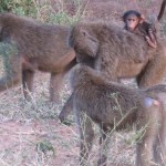 A qualified guide in Kenya will be able to give information on wildlife behavior