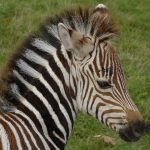 A zebra's stripes come in different patterns