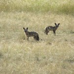 Masai Mara in Kenya is one of the best places to see The Big 5