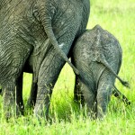 Asian elephant is one of the species of elephants that is traditionally recognized