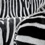 A zebra has superb eyesight and hearing