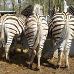 Zebras have superb eyesight and hearing