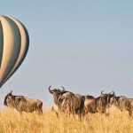 Safari balloon has 4 compartments for the passengers