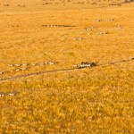 During a balloon ride passengers can have the experience of sweeping across the plains