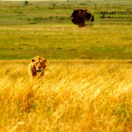 Female lions typically prey mostly on large ungulates