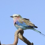 In Kenya you can find more than 1100 bird species