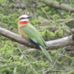 Bee-eaters belong to the family Meropidae