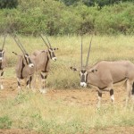 Beisa oryx is also known as The East African oryx