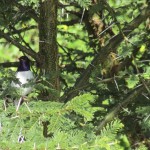 In Kenya the birdlife is at its prime from September to April