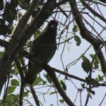 The birdlife in Kenya is considered to be good year-round