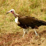 From September to April many resident birds are in breeding plumage