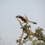In Kenya the birdlife in Kenya is good year-round