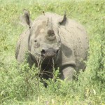 Two of the species of rhinoceros are native to Africa