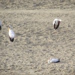 From September to April many resident birds are found to be nesting