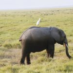 A bird on an elephant on a safari at Kenya