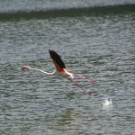 Flamingos starting to fly at Lake Bogoria in Kenya