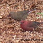 http://www.ontdekkenya.com/E/bird-photography/common-birds.html