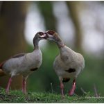 https://thewildernessalternative.com/2013/12/27/birds-of-kenya/kenya-birds-20/