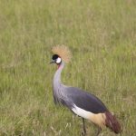 Crowned Crane walking in the grass in Kenya