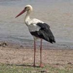 http://www.ngkenya.com/fauna/birds.html