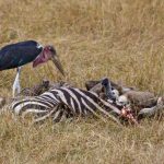 http://www.theworldeffect.com/masai-mara-kenya