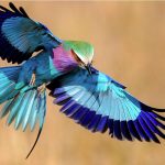 http://buzzkenya.com/10-facts-lilac-breasted-roller-national-bird-kenya/
