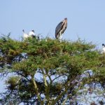 The marabous like to sit on the trees, especially very high and they have their sleeping places there, too