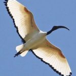 https://www.pinterest.com/kenyawildlife/birds-of-kenya/