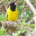 http://www.ontdekkenya.com/E/bird-photography/bird-species-identification.html