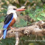 http://www.ontdekkenya.com/E/reviews/ontdek-kenya-tour-report.html