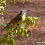 http://www.ontdekkenya.com/E/bird-photography/online-bird-identification.html