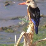 http://www.ontdekkenya.com/E/bird-photography/wild-bird-identification.html