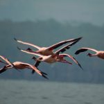 https://kenyabirding.me/2011/12/08/kenya-birds-in-flight/