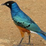 http://aviansafaris.com/birding-kenya/kenya-bird-watching-tours/birding-and-wildlife-19-days