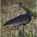 https://thewildernessalternative.com/2013/12/27/birds-of-kenya/kenya-birds-30/