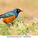 https://www.shutterstock.com/search/kenya+birds