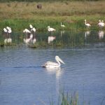 At lake Nakuru in Kenya in Africa is a paradise for birds, geese, comorans, herons, pelicans etc