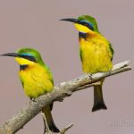 http://www.allposters.com/-sp/Two-Little-Bee-Eater-Birds-on-Limb-Kenya-Posters_i8049478_.htm