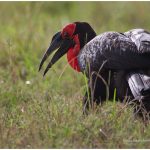 https://thewildernessalternative.com/2013/12/27/birds-of-kenya/kenya-birds-37/