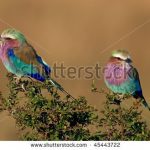 https://www.shutterstock.com/search/kenya+birds