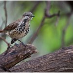 https://thewildernessalternative.com/2013/12/27/birds-of-kenya/kenya-birds-7/